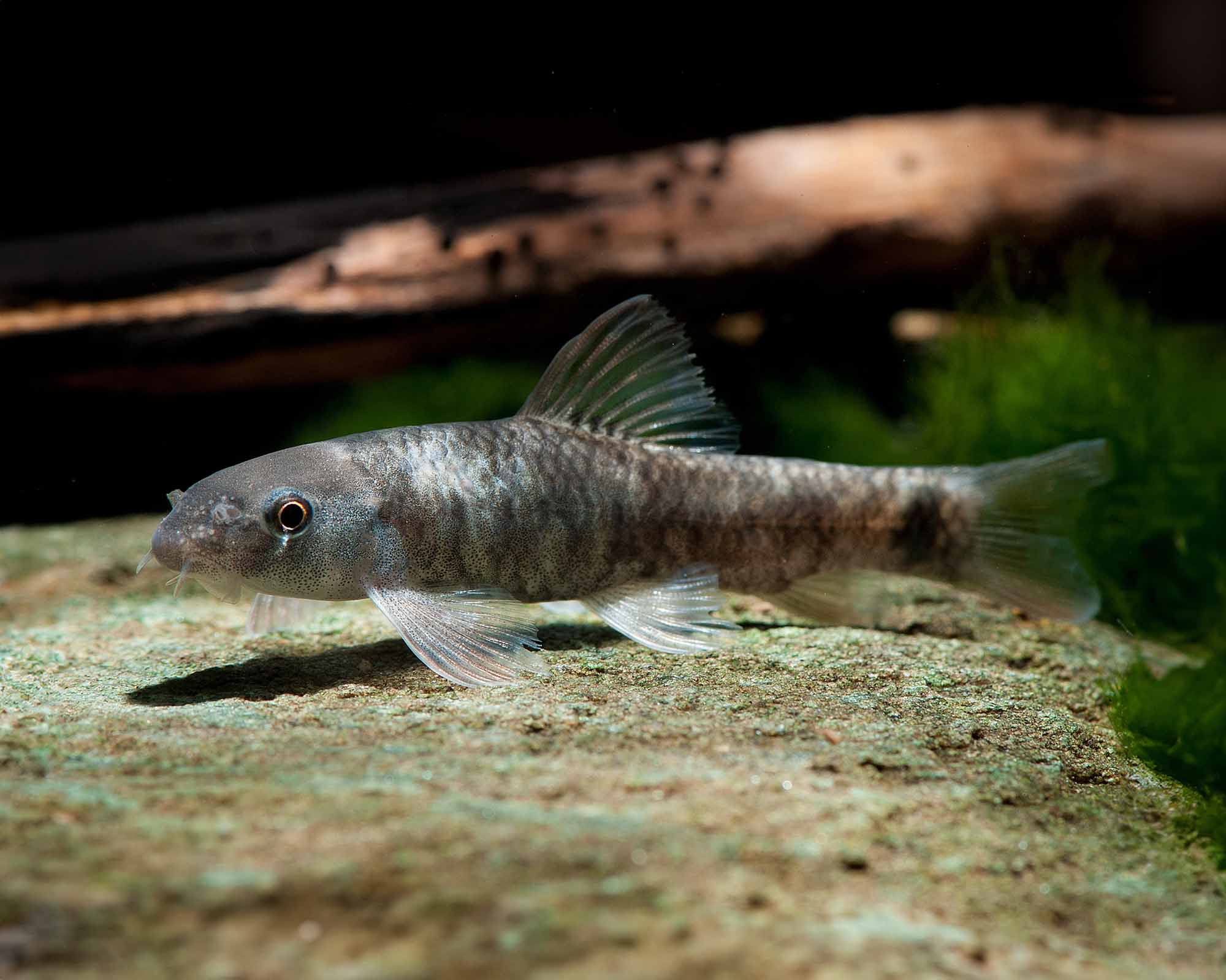 Garra rufa (Kangal Nibble Fish)